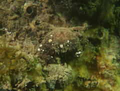 Pilumnus