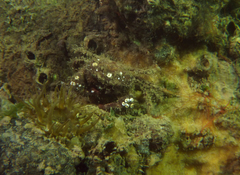 Pilumnus