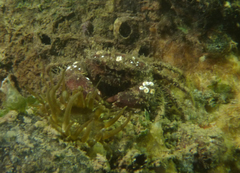 Pilumnus