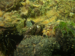 Pilumnus