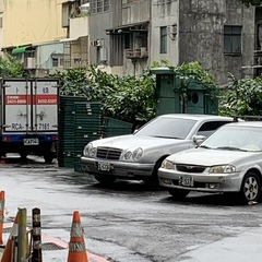 Nycticorax nycticorax