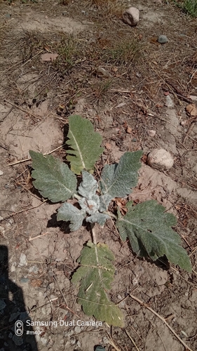 African sage (Salvia aethiopis)