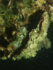 Bathygobius krefftii