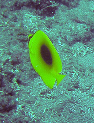Chaetodon speculum