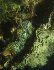 Bathygobius krefftii