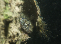 Bathygobius krefftii