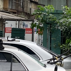 Nycticorax nycticorax