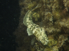 Bathygobius krefftii