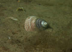 Monodontinae