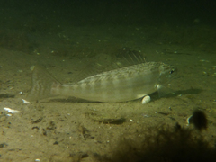 Helotes octolineatus