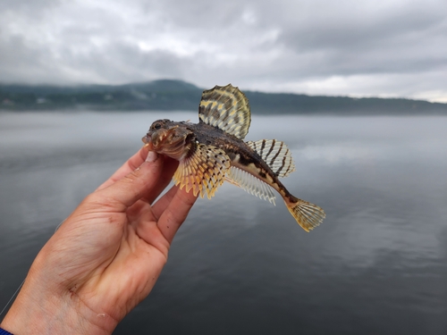 Arctic staghorn sculpin (Gymnocanthus tricuspis) — Cottidae — 3