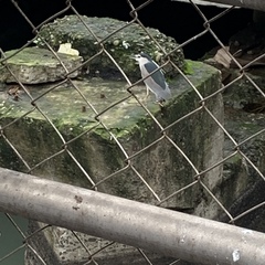 Nycticorax nycticorax
