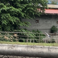 Nycticorax nycticorax