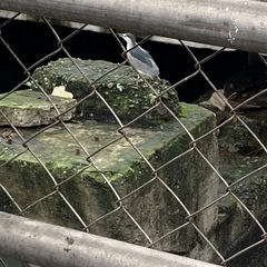 Nycticorax nycticorax