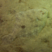 Greenback Flounder - Photo (c) Dan Monceaux, some rights reserved (CC BY-NC), uploaded by Dan Monceaux