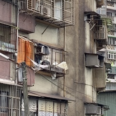 Nycticorax nycticorax