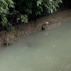 Nycticorax nycticorax