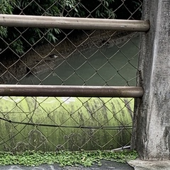 Nycticorax nycticorax