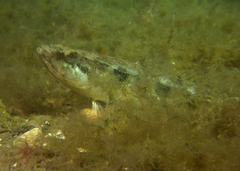 Pseudaphritis urvillii