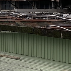 Acridotheres tristis