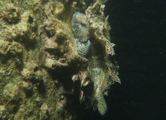 Bathygobius krefftii