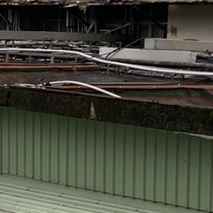 Acridotheres tristis