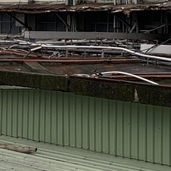 Acridotheres tristis