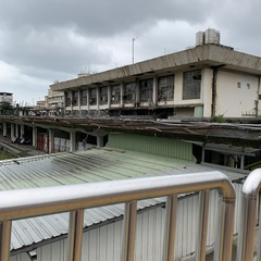 Acridotheres tristis