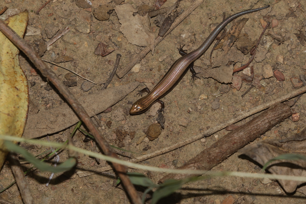 Pygmy Supple Skink