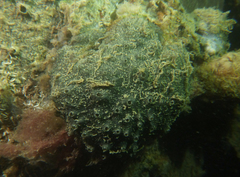 Polyclinum marsupiale