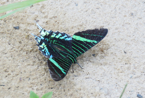 Green-banded Urania photo 3