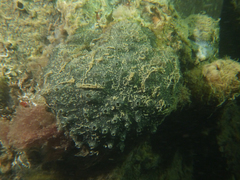 Polyclinum marsupiale