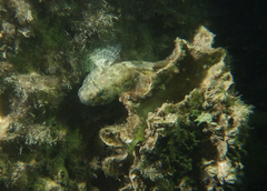 Bathygobius krefftii