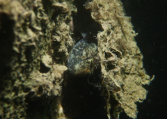 Bathygobius krefftii