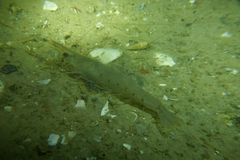 Penaeus latisulcatus