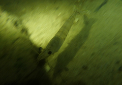 Penaeus latisulcatus