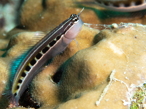Linear blenny (Ecsenius lineatus) — Blenniidae — 2