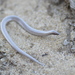 Florida Sand Skink - Photo (c) Neil Balchan, some rights reserved (CC BY-NC), uploaded by Neil Balchan