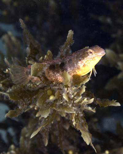Bruine sabeltandslijmvis (Petroscirtes lupus) — Blenniidae