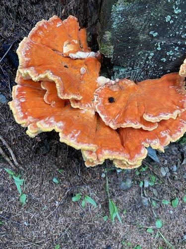 Laetiporus montanus Černý ex Tomšovský & Jankovský