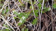 Galium perpusillum