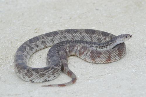 Pine Snake