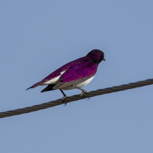 Violet-backed Starling