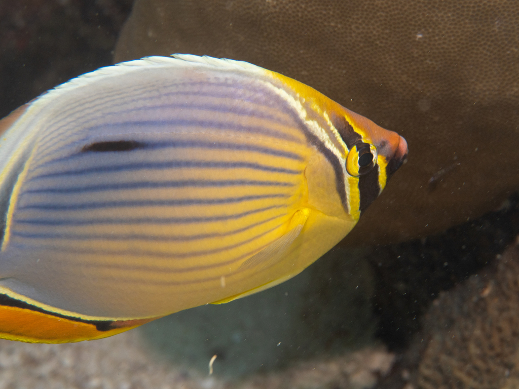 Melon butterflyfish