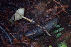 Caulorhiza umbonata image