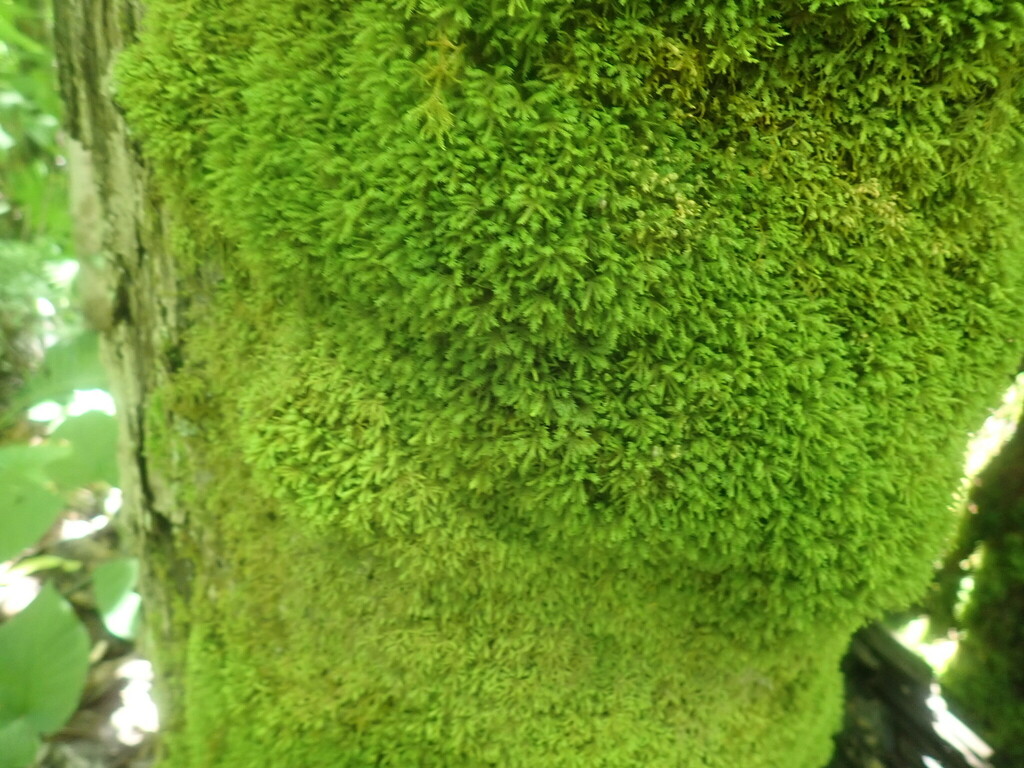 treeskirt moss from Colrain, MA, USA on June 25, 2023 at 1109 AM by