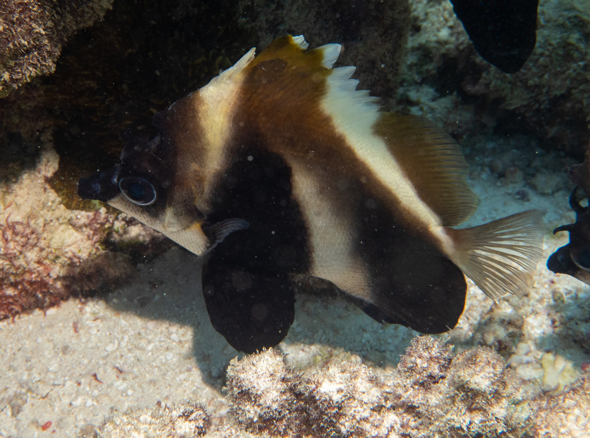 黑身立旗鯛(幻影馬夫魚) Heniochus pleurotaenia