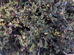 Ceanothus divergens