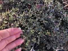 Ceanothus divergens