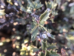Ceanothus divergens